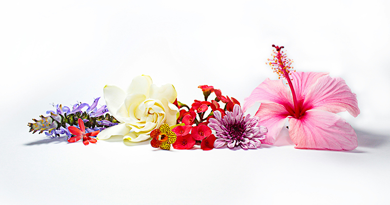 Fleurs en gastronomie