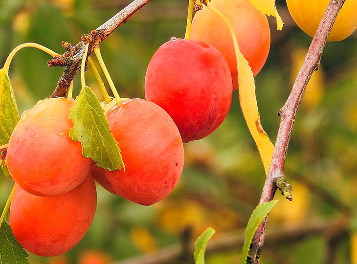 Recette Tarte aux mirabelles - Maison Alsacienne de Biscuiterie