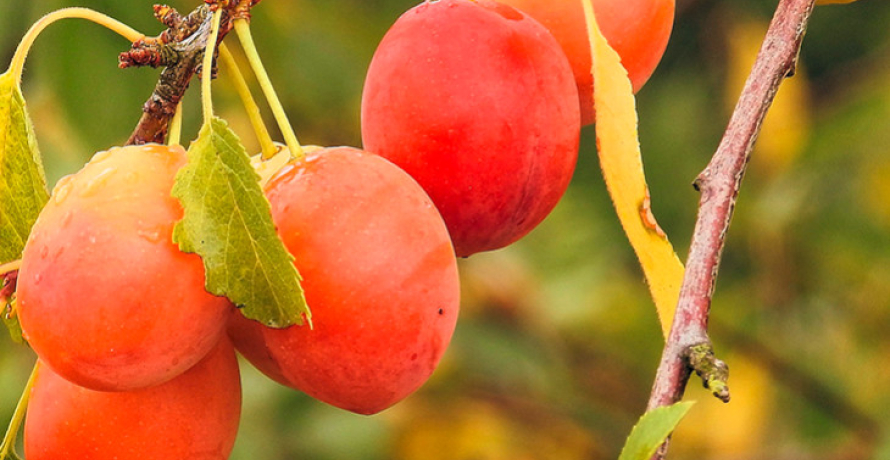 Recette : tarte aux mirabelles