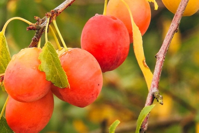 Recipe: mirabelle plum tart